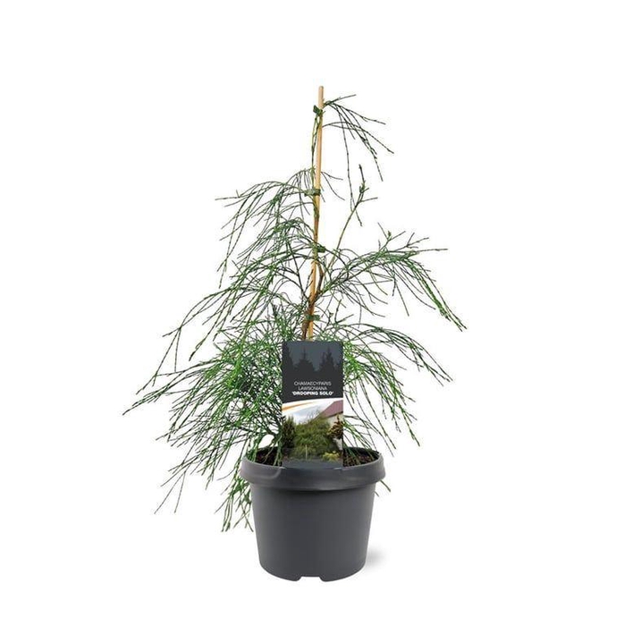 <h4>Chamaecyparis</h4>