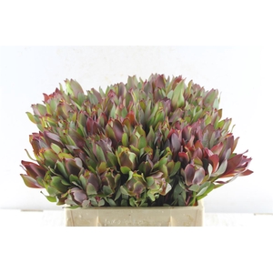 Leucad Senorita