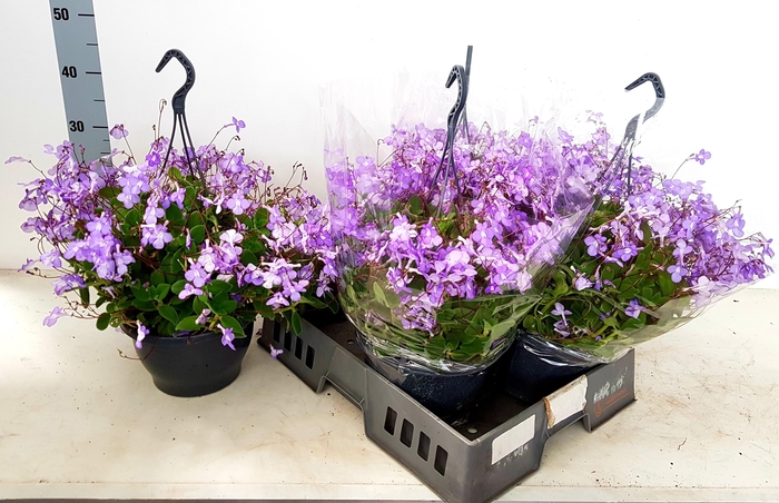 <h4>STREPTOCARP SAXORUM</h4>