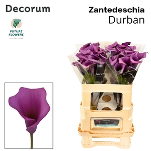 Zantedeschia durban