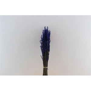 Pres Lavendel Dark Blue Super Bunch