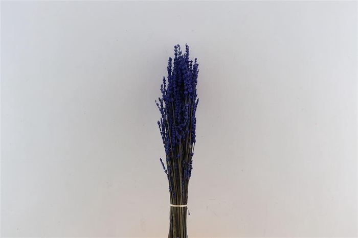 <h4>Pres Lavendel Dark Blue Super Bunch</h4>