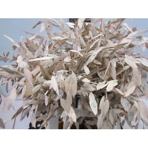 Chasmanthium Zalm