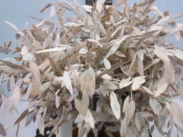 <h4>Chasmanthium Zalm</h4>