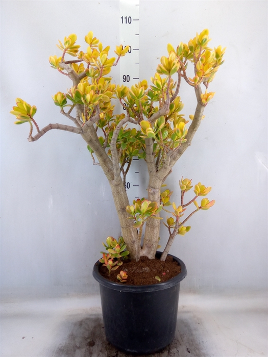 <h4>Crassula ovata 'Sunset'</h4>