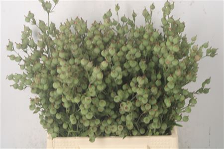 <h4>Silene C Balletje-bal P Bunch</h4>