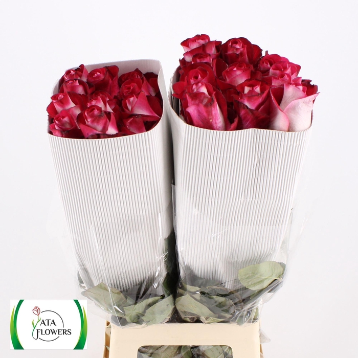 <h4>R GR BLUEZ+</h4>