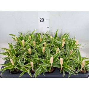 Chlorophytum com. 'Ocean'