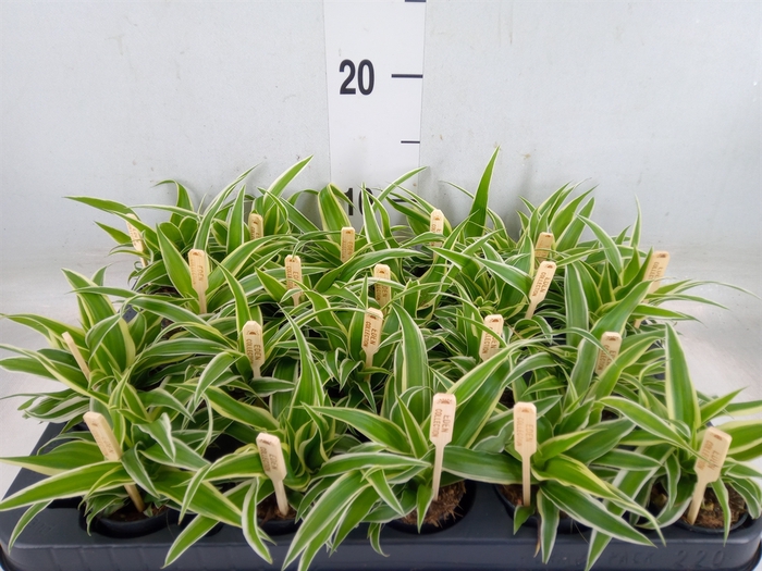 <h4>Chlorophytum com. 'Ocean'</h4>