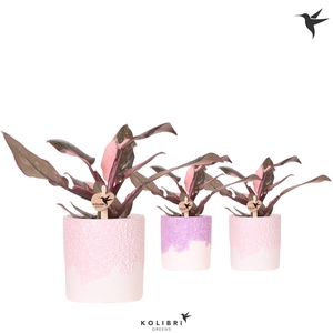 Kolibri Greens Philodendron pink Princess Marble in Bloom pot pink mix