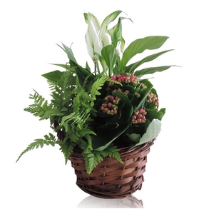 Collectie Hanoi Arrangement in Mand 15 cm