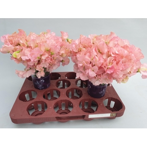 LATHYR PARFUM SALMON