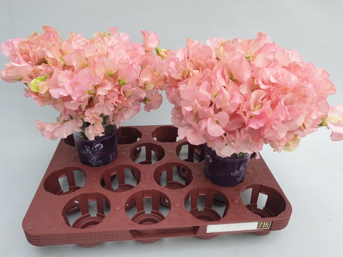 <h4>LATHYR PARFUM SALMON</h4>