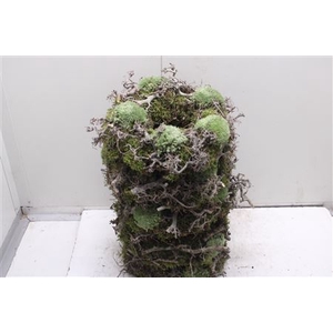 Krans Bonzai Bol Mos 35cm