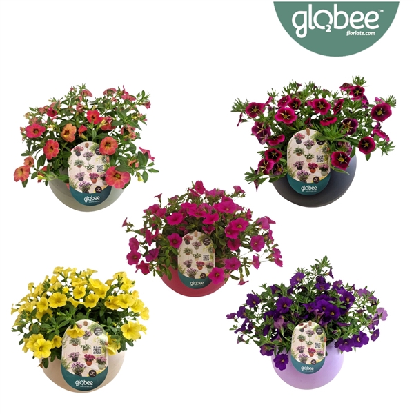 <h4>Calibrachoa Minifamous gemengd in pot</h4>