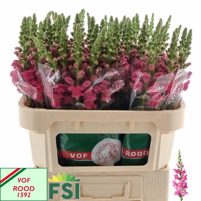 <h4>ANTIRRHINUM MAJUS 'MONACO ROSE' PINK</h4>