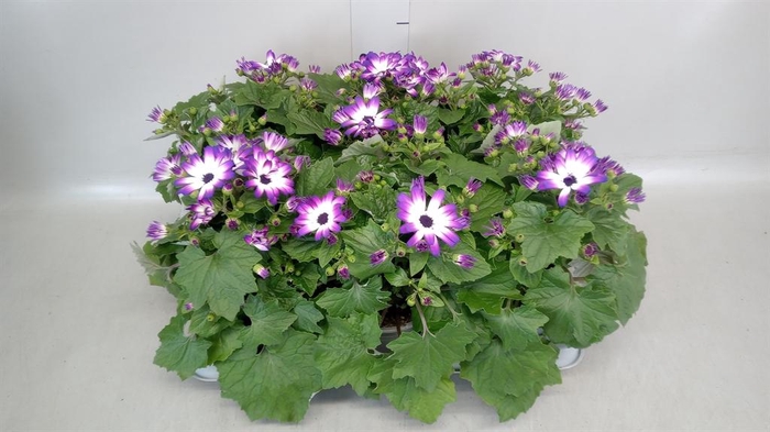 <h4>Senecio   ...</h4>