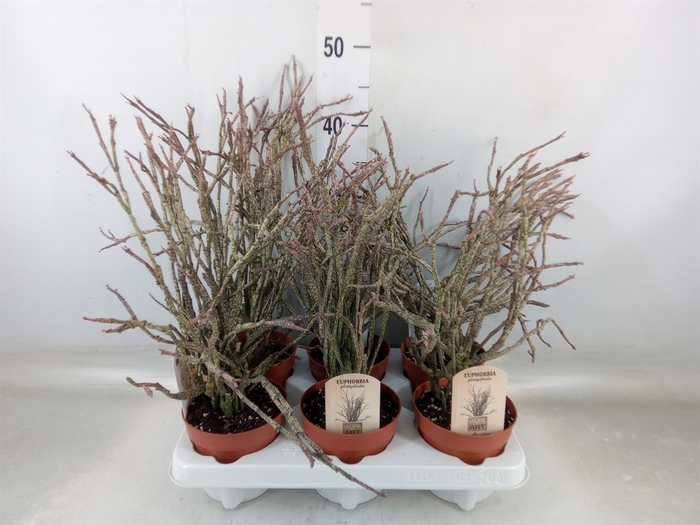<h4>Euphorbia   ...</h4>