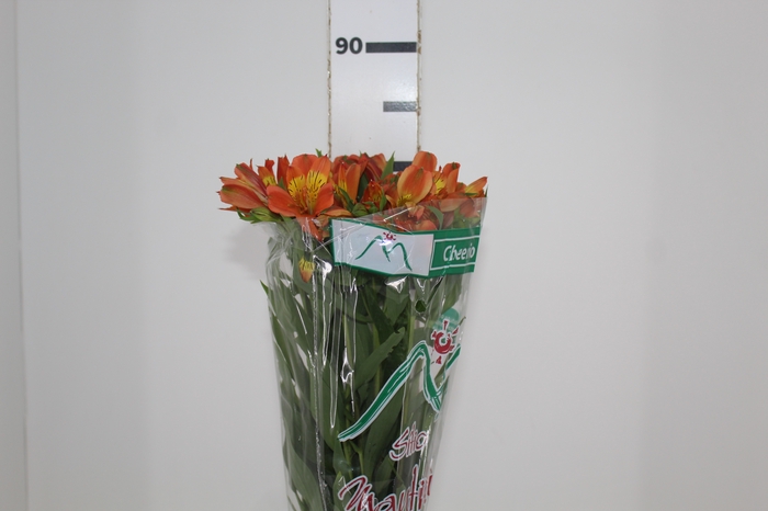 <h4>ALSTROEMERIA CHEERIO 080 CM</h4>