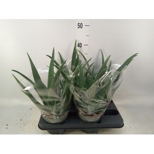 Aloe vera
