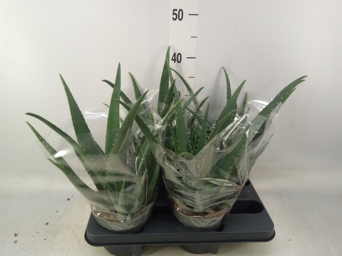 <h4>Aloe vera</h4>