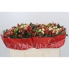 Hypericum Rainbow Romance