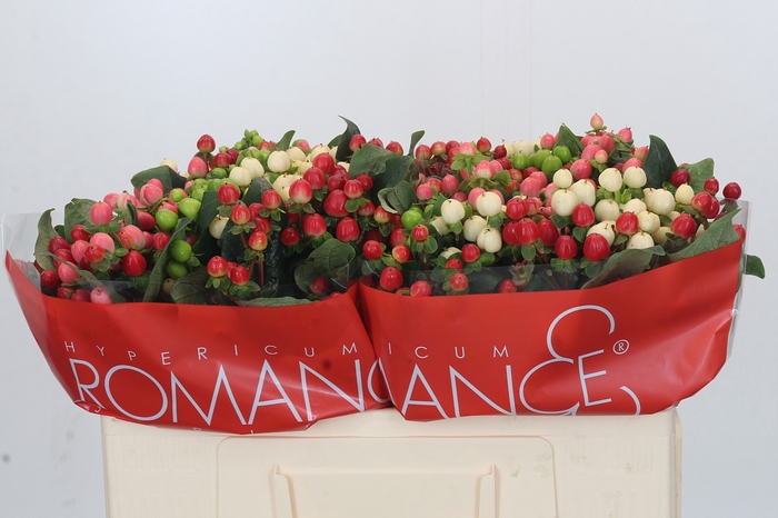 <h4>Hypericum Rainbow Romance</h4>