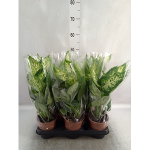 Dieffenbachia  'Compacta'