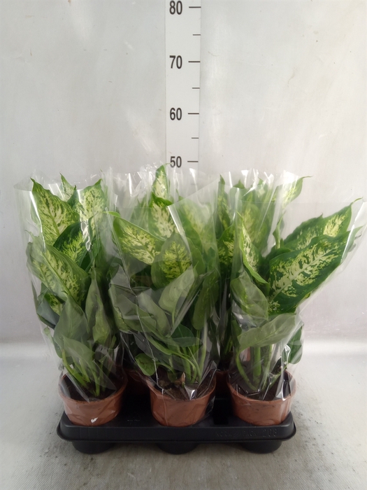 Dieffenbachia  'Compacta'