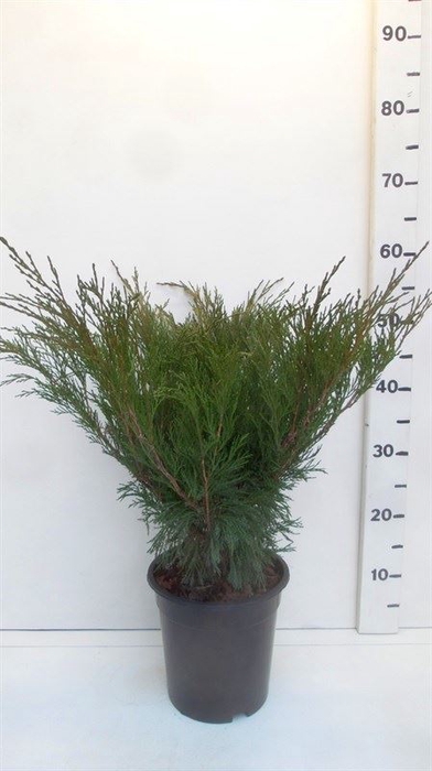<h4>Juniperus sabina</h4>