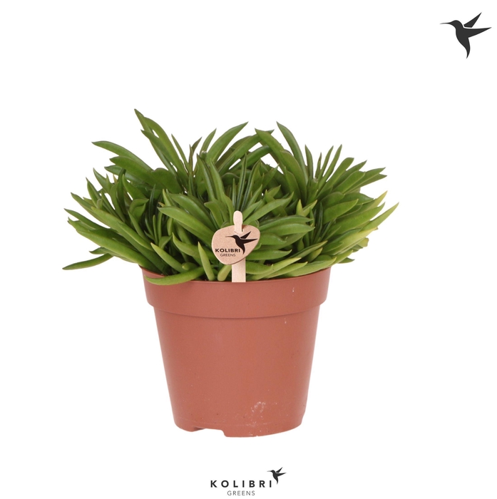 <h4>Kolibri Greens Succulenten Peperomia Happy Bean</h4>