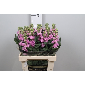 Matth Iron Pink