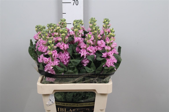 <h4>Matth Iron Pink</h4>