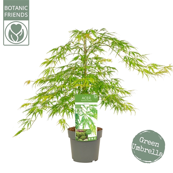 <h4>Acer palm. 'Dissectum' PREMIUM</h4>