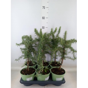 Rosmarinus officinalis 'Prostratus'