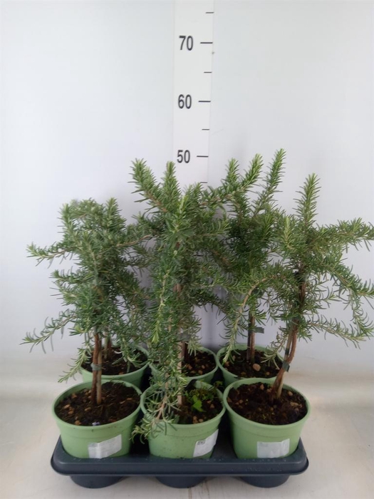 <h4>Rosmarinus officinalis 'Prostratus'</h4>