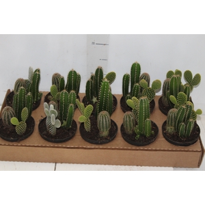 CACTUS VARIADO P09