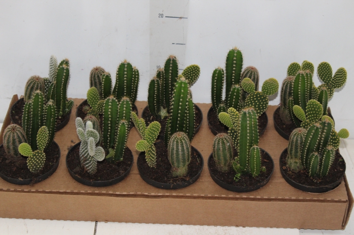<h4>CACTUS VARIADO P09</h4>