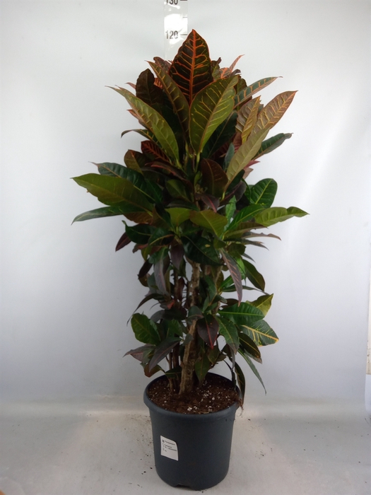 <h4>Codiaeum var. GR 'Petra'</h4>