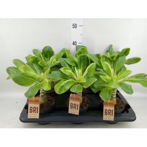 Brighamia ins. 'Hawaiian Palm'