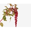 Amaranthus Caudatus Rosary