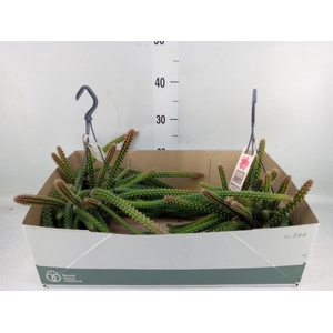 Cactus   ...hangingplants