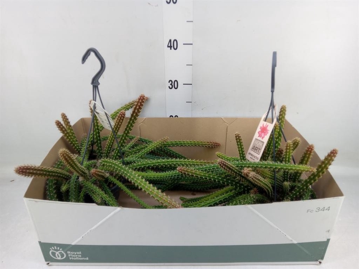 <h4>Cactus   ...hangingplants</h4>