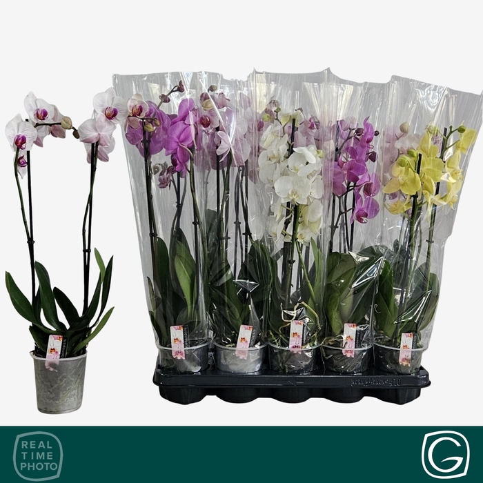 <h4>PHAL GEM 4 KL</h4>