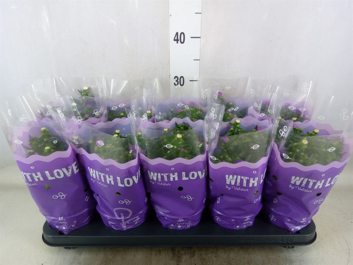 <h4>Aster N-B   ...</h4>