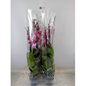 Phalaenopsis  'Elion'