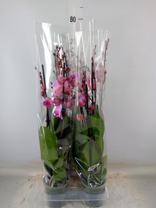 <h4>Phalaenopsis  'Elion'</h4>