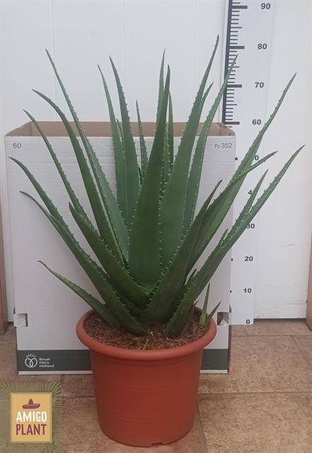 <h4>ALOE VERA</h4>