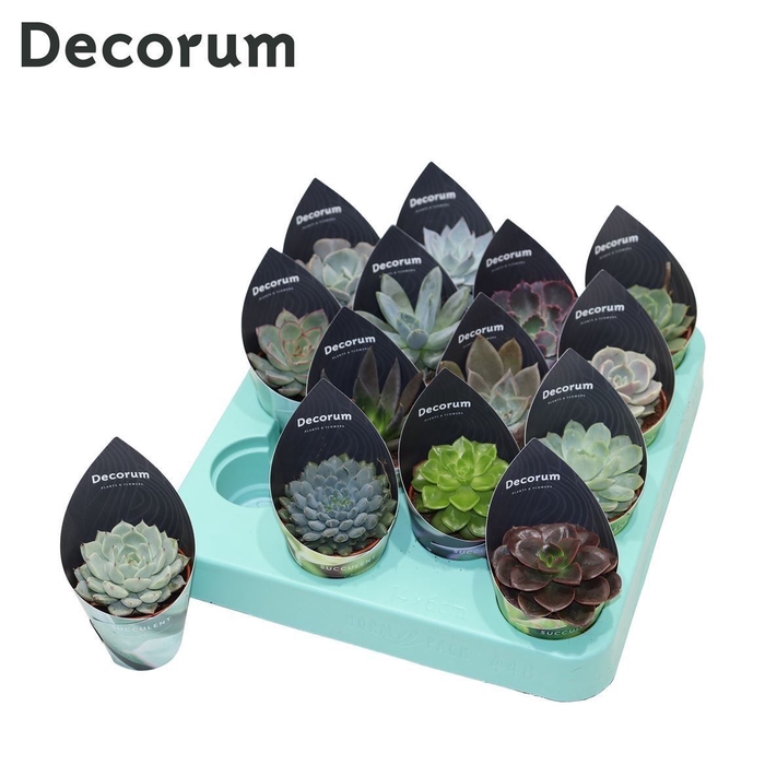 <h4>Echeveria Mix (14spc.) (decorum)</h4>