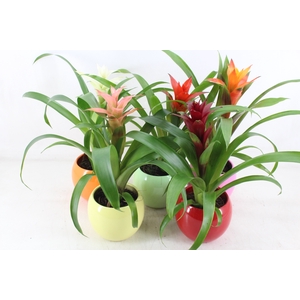 arr3 ZS - Guzmania bolpot mix